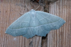 Campaea margaritaria, Céladon (Le)
