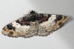 Catarhoe cuculata, Eubolie sinuée (L')