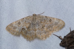Charissa mucidaria, Gnophos moisie (La)