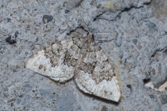 Colostygia aptata, Cidarie olivette (La)