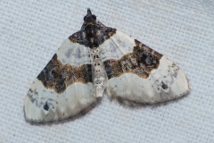 Cosmorhoe ocellata, Lynx (Le)