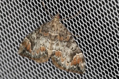 Dysstroma truncata, Cidarie roussâtre (La)