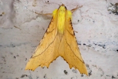 Ennomos alniaria, Ennomos du Tilleul (L')