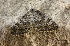 Entephria caesiata ; Entéphrie commune (L'), Larentie bleuâtre (La)