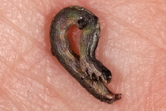 Epione vespertaria ; Epione vespérale (L') , Epione parallèle (L')