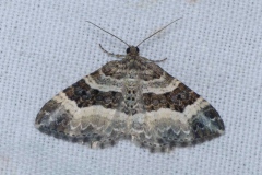 Epirrhoe alternata, Alternée (L')