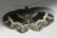 Epirrhoe galiata, Mélanthie du Caille-Lait (La)