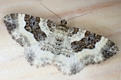 Epirrhoe rivata, Mélanippe claire (La)