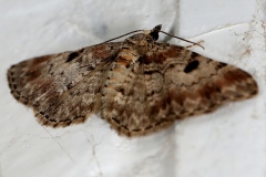 Eupithecia abietaria, Eupithécie du Sapin (L')