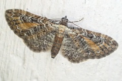 Eupithecia dodoneata, Eupithécie sagittée (L')