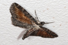 Eupithecia icterata, Eupithécie frappée (L')