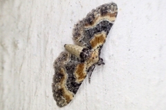 Eupithecia linariata, Eupithécie de la Linaire (L')