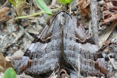 Aplocera praeformata, Rayure montagnarde (La)