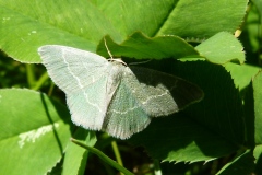 Chlorissa cloraria, Chlorée (La)