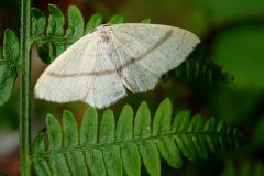 Cyclophora linearia, Éphyre trilignée (L')