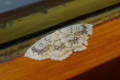 Cyclophora annularia ; Éphyre omicron (L'), Phalène mariée (La)