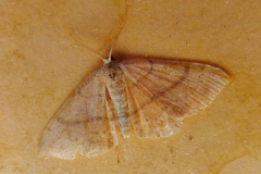 Cyclophora ruficiliaria, Éphyre Trois-Cerceaux (L')