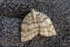 Epirrita dilutata, Epirrite diluée (L')