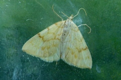 Gandaritis pyraliata