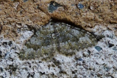 Euphyia frustata, Larentie fruste (La)