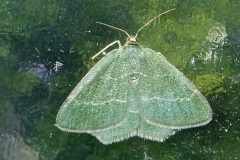 Jodis lactearia, Hémithée éruginée (L')