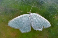 Jodis putata, Phalène perlée (La)