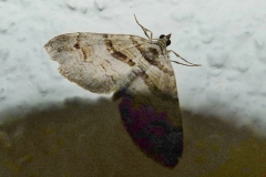Pareulype berberata, Phalène de l'Epine-Vinette (La)