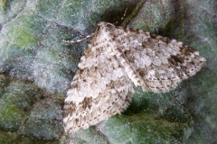 Mesotype didymata ; Eubolie âpre (L'), La Périzome des Myrtilles (La)