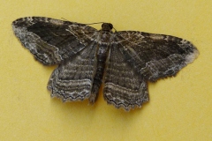 Philereme transversata, Phalène du Nerprun (La)