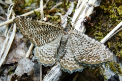 Rheumaptera undulata, Phalène ondulée (La)