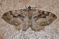 Rheumaptera cervinalis, Phalène couleur de cerf (La)