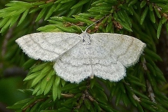 Scopula ternata, Acidalie à trois raies (L')