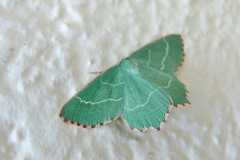 Thalera fimbrialis ; Phalène du Buplèvre (La), la Phalène du Thym (La)