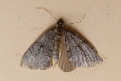 Thera cognata, Corythée montagnarde (La)
