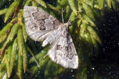 Thera juniperata, Corythée du Genévrier (La)