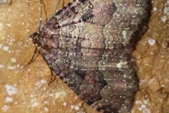 Triphosa dubitata ; Incertaine (L'), Dent-de-Scie (La), Douteuse (La)