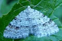 Venusia cambrica, Cidarie du Sorbier (La)