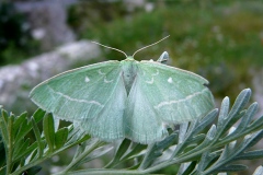 Thetidia smaragdaria, Émeraude (L')