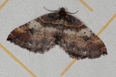 Earophila badiata ; Cidarie baie (La)