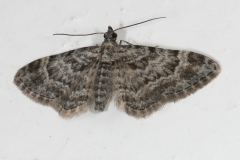 Gymnoscelis rufifasciata, Fausse-Eupithécie (La)