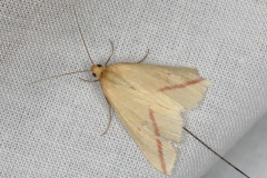 Rhodometra sacraria ; Phalène sacrée (La)