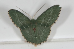 Hemithea aestivaria, Phalène sillonnée (La)