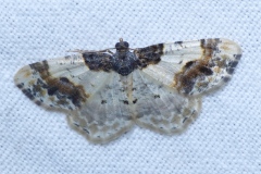 Ligdia adustata, Phalène du Fusain (La)