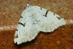Macaria wauaria, Damas cendré (Le)
