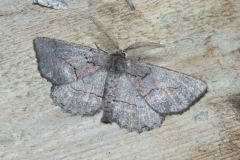 Nychiodes obscuraria ; Boarmie obscure (La), Anthracite commun (L')