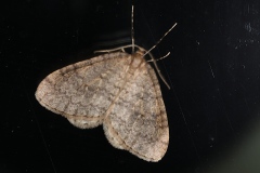 Operophtera brumata ; Cheimatobie hiémale (La), Phalène brumeuse (La)
