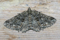 Peribatodes ilicaria, Boarmie de l'Yeuse (La)