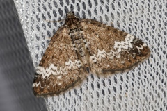 Perizoma alchemillata, Périzome coupée (La)