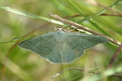 Pseudoterpna pruinata, Hémithée du Genêt (L')