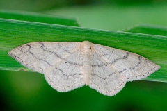 Idaea aversata f. remutata ; Impolie (L), l'Acidalie détournée (L')